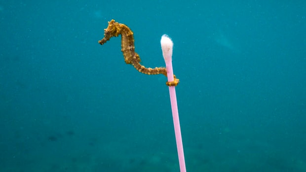 Chùm ảnh thiên nhiên đẹp nhất năm 2017 và thông điệp đau lòng phía sau bức hình đạt giải - Ảnh 8.