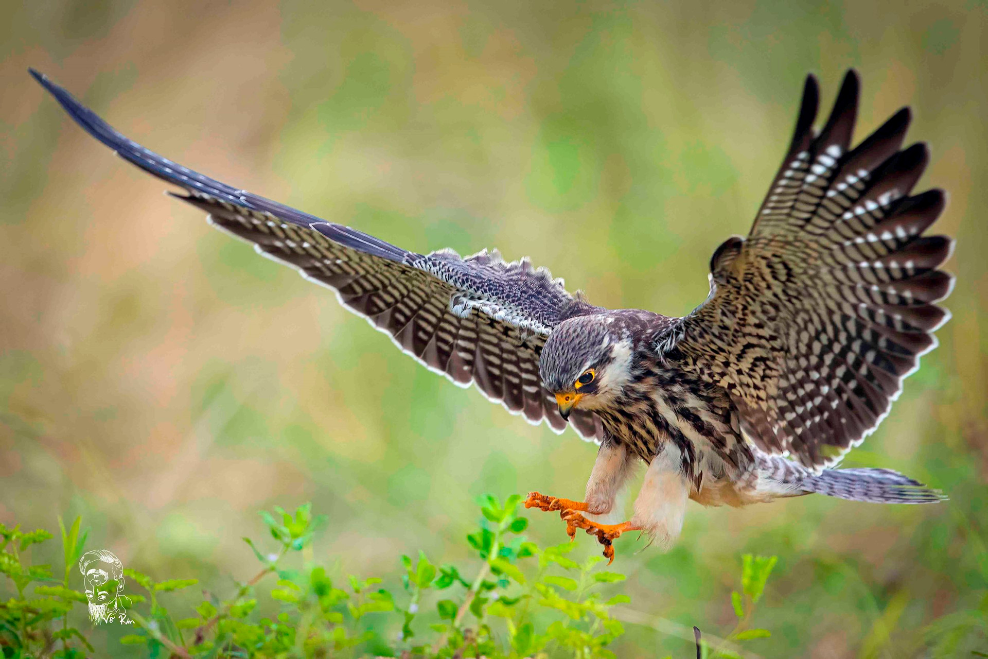 1catamur-amur-falcon.jpg