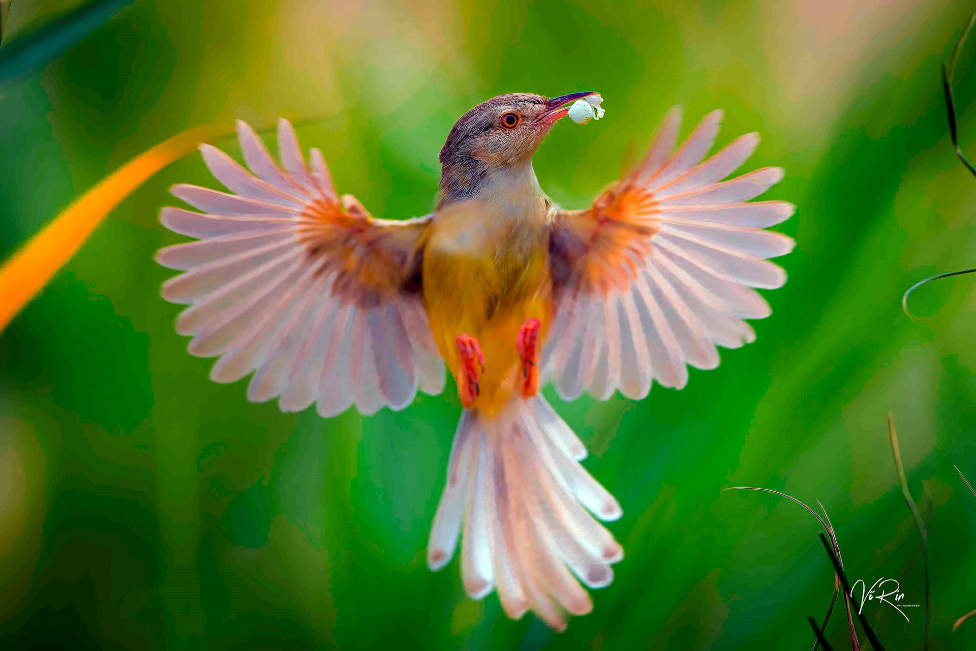 Tin tức hình ảnh video clip mới nhất về chim đẹp nhất thế giới