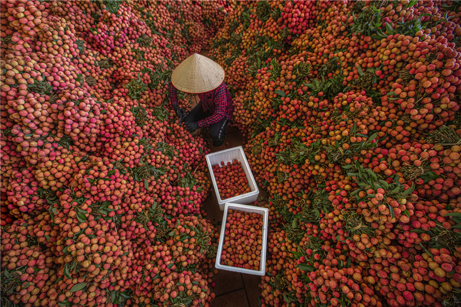 Mùa vải thiều Lục Ngạn   -  Nguyễn Hữu Thông (Bắc Giang)