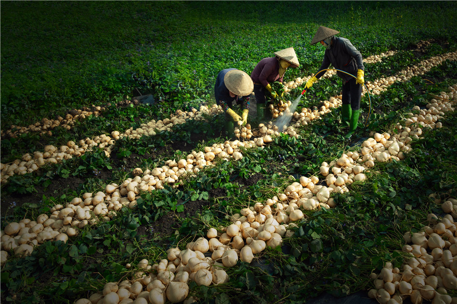 Việc nhà nông  -  Trần Quốc Toản (Đồng Nai)