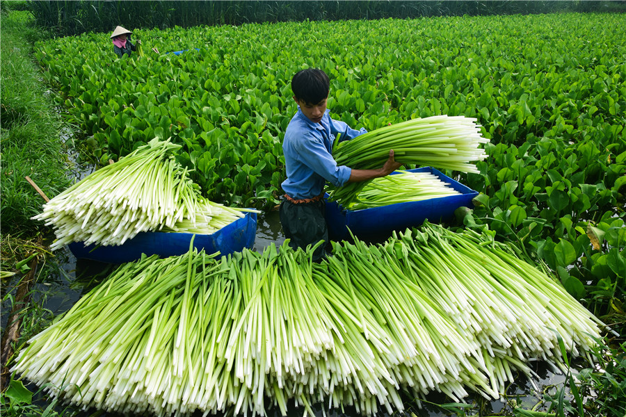 Thu hoạch kèo nèo  -   Đặng Thanh Bình (Tây Ninh)