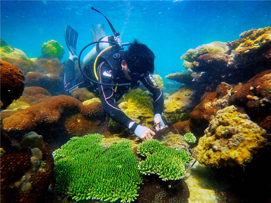 Tác phẩm: Bảo tồn rạn san hô  -  - Tác giả: Trương Phú Quốc (KIÊN GIANG)
