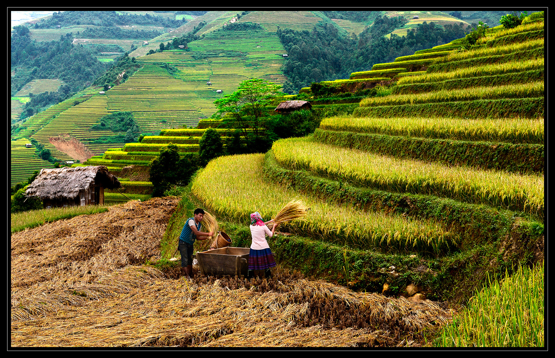 Rice harvest - Tác giả: Đào Xuân Nguyên