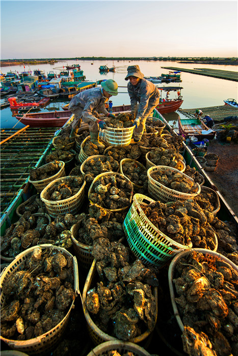 Hà đại dương xuất khẩu - Dương Văn Toàn (Quảng Ninh)