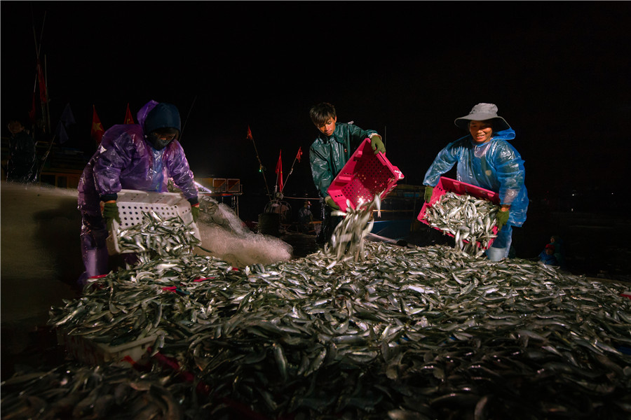 Được mùa cá trích - - Nguyễn Trung Kiên (Nghệ An)