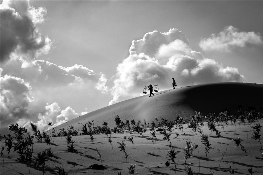 Phủ xanh đồi cát - - Đặng Tuyết Mai - Thừa Thiên Huế