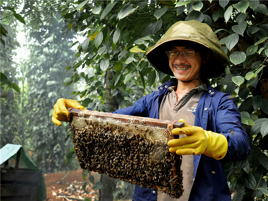 Chăm sóc đàn ong - - Lê Anh Tuấn - Đắk Nông