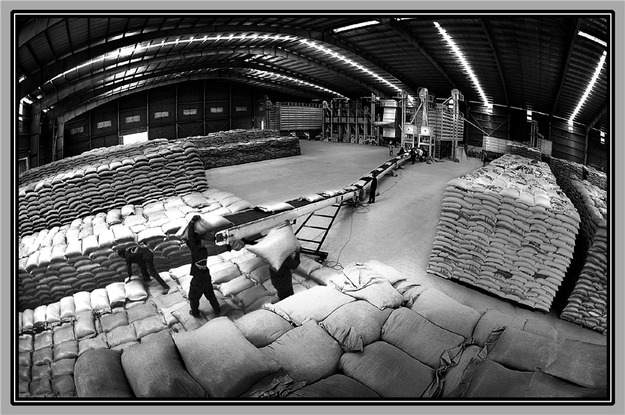 Nguồn gạo xuất khẩu - - Võ Thanh Quang