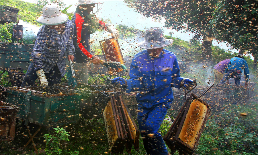 Thu hoạch mật ong hoa nhãn - - Dương Văn Tăng (Khuyến khích)