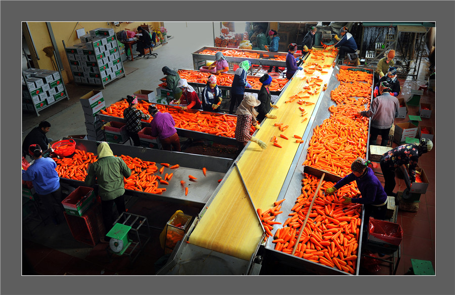 Dây chuyền sản xuất cà rốt xuất khẩu ở xã Đức Chính, huyện Cẩm Giàng, tỉnh Hải Dương - - Nguyễn Thành Chung ( Khuyến khích)