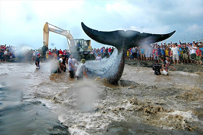 Giải cứu cá voi - Tác giả: Trần Văn Yên