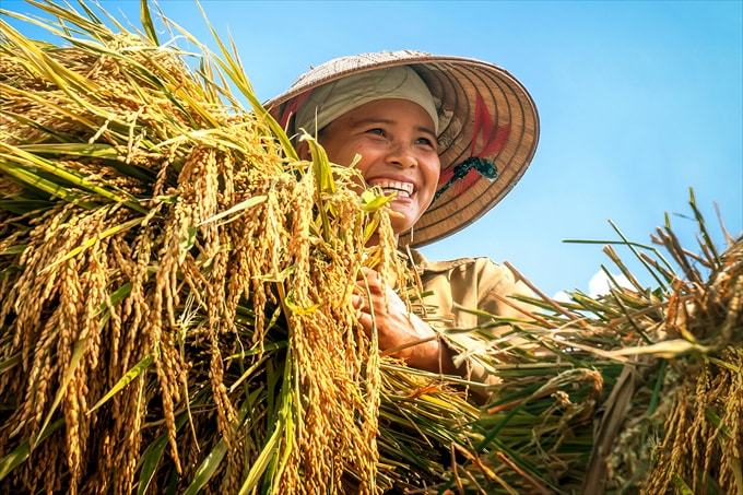 Mùa gặt - Tác giả: Vũ Văn Thông (Hải Dương)