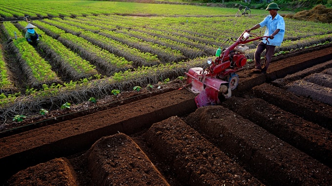 Gối vụ - Tác giả: Trần Văn Tuấn (Hải Dương)
