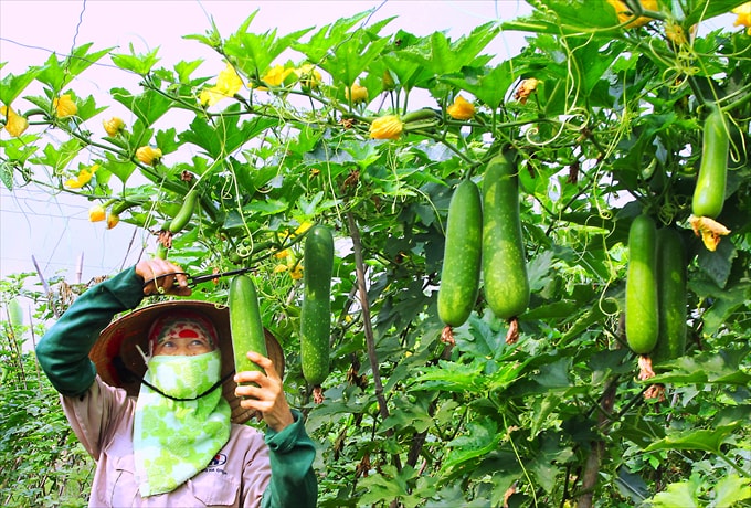 Thu hoạch - Tác giả: Phùng Trọng Tuệ (Hải Dương)
