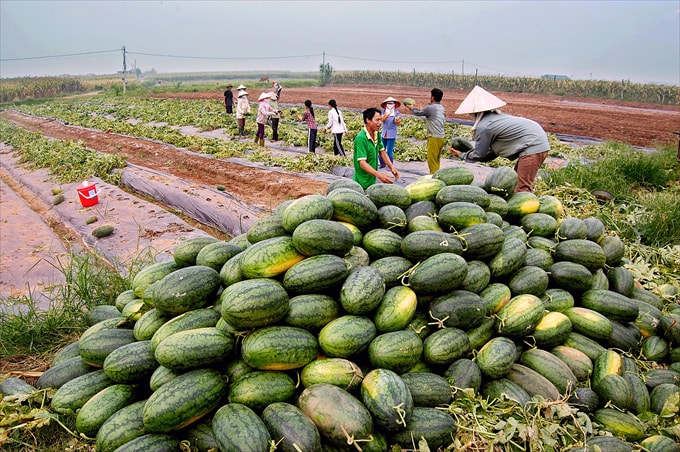 Thành quả - Tác giả: Nguyễn Văn Toàn (Hải Dương)