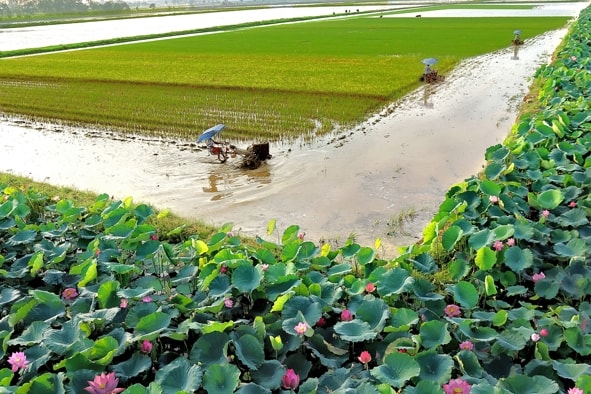 Vào vụ mới - Trần Ánh Dương