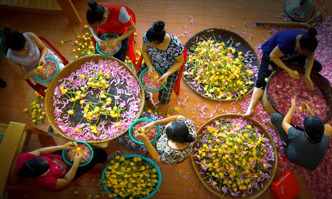 Cánh sen quê - Vũ Anh Tuấn