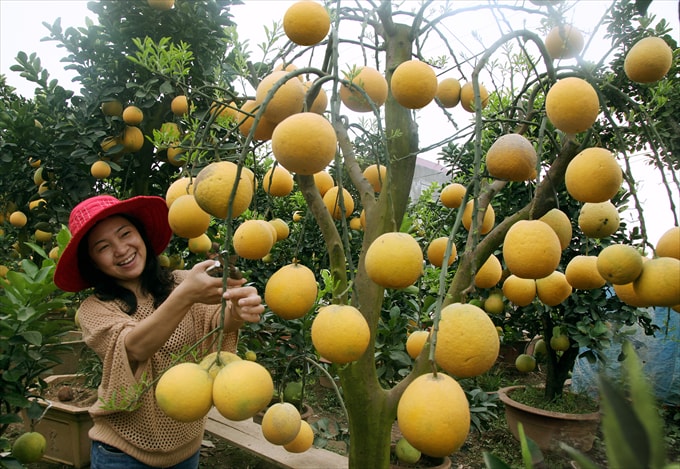 Quả lộc - Nguyễn Hoàng Thao