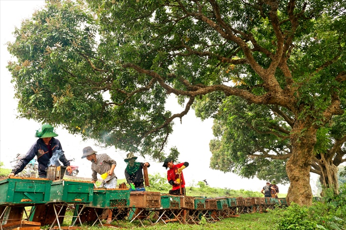Mùa ong làm mật - Quách Ngọc Dũng