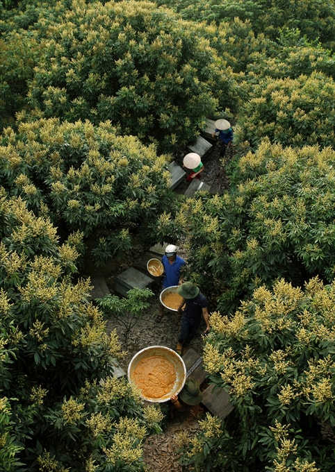 Mùa ong làm mật - Dương Văn Tăng