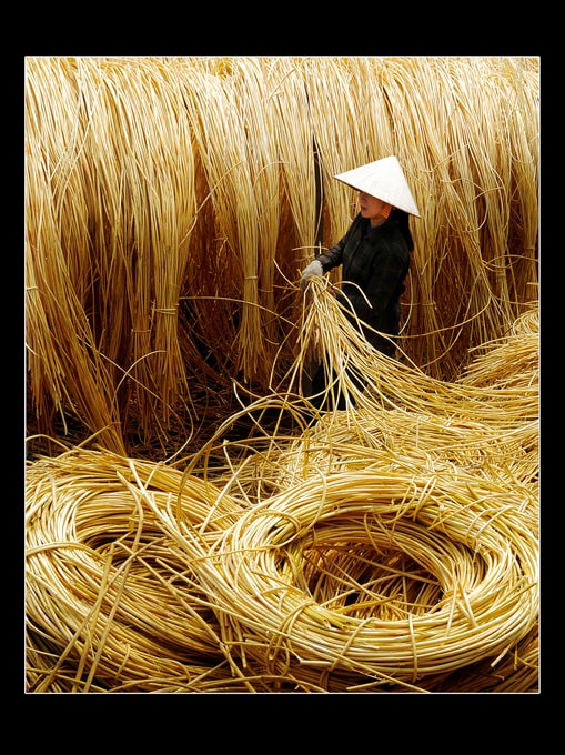 Hong nắng - Mai Quốc Cách