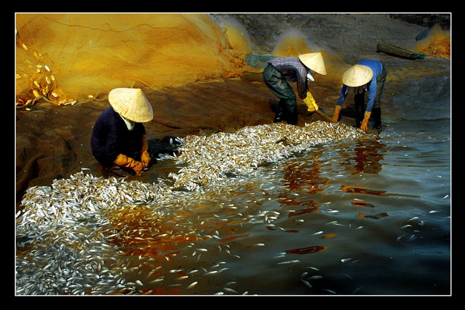 Vụ cá mai - Nguyễn Thế Hai