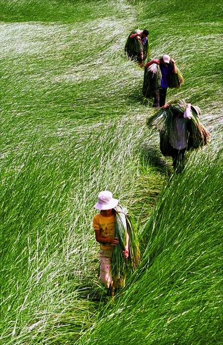 Mùa hoa cói - Vũ Tự Cuông