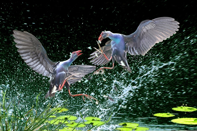 Cuộc tranh tài - Bạch Ngọc Tư