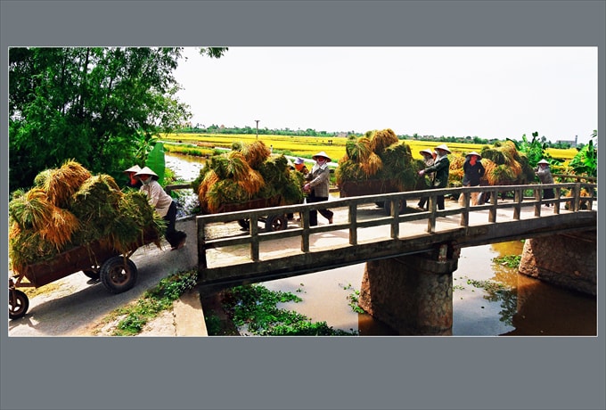 Ngày mùa - Nguyễn Duy Đông