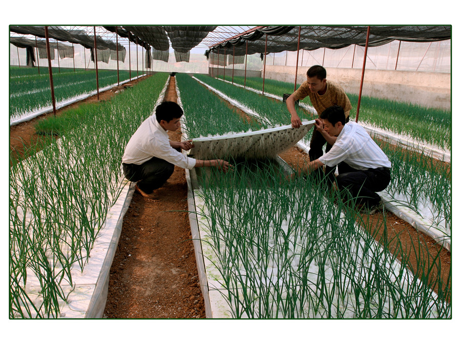 Nông nghiệp công nghệ cao - Nguyễn Bảo Trung