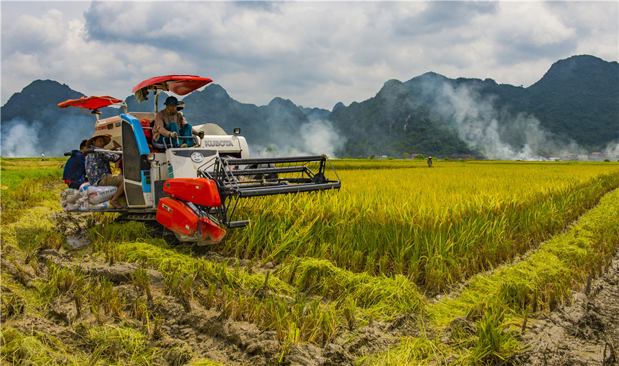 Mùa gặt Bắc Sơn - Nguyễn Tiến Thắng