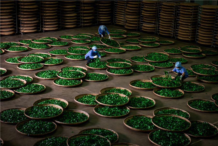 Chế biến trà xanh Matcha - Nguyễn Văn Thương