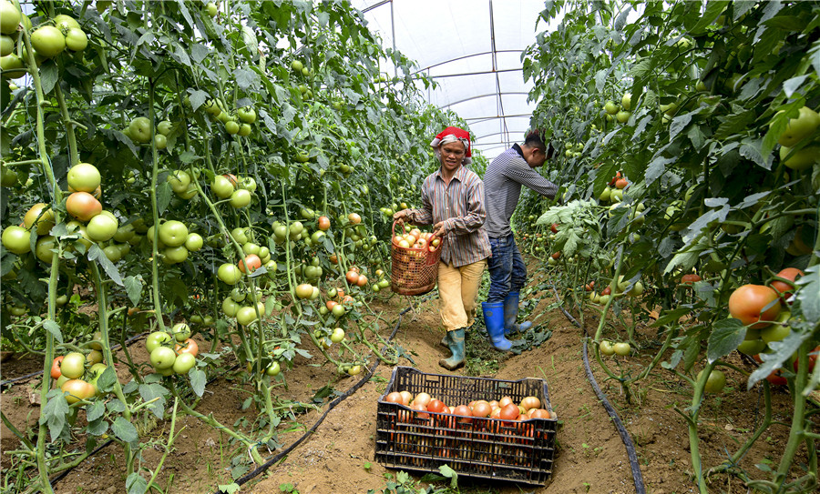 Thu hoạch cà chua (Chuyển đổi cơ cấu cây trồng của Người Dao đỏ tại Sa pa ) - Nguyễn Mạnh Hà