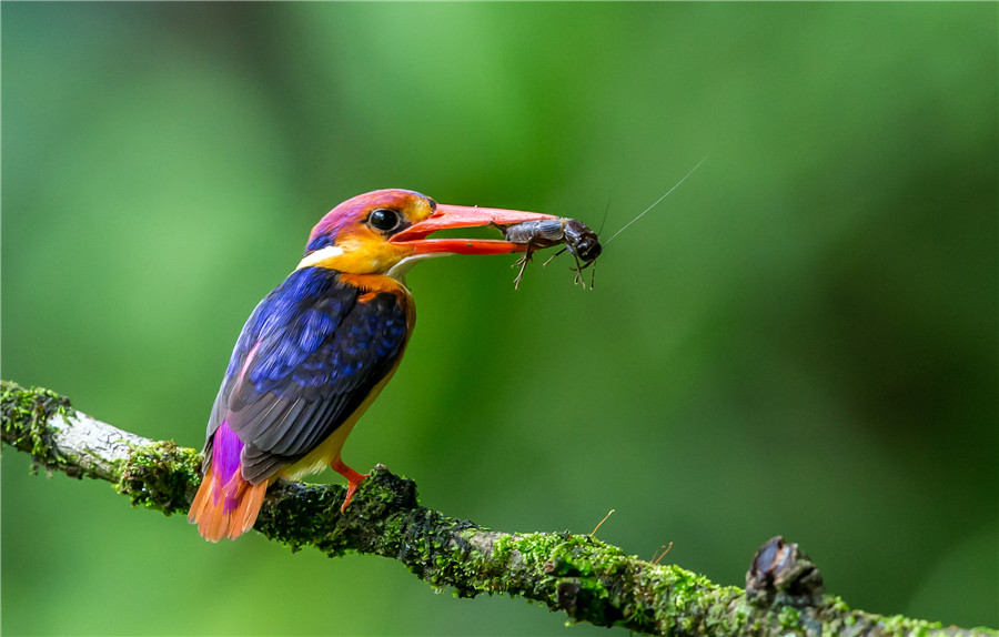 Rainbow Bird - Surajit Dutta