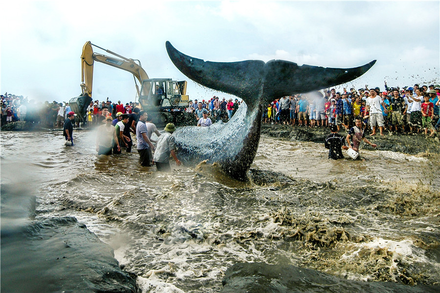 Giải cứu cá voi - Trần Văn Yên (nghệ Danh:Cảnh Yên)