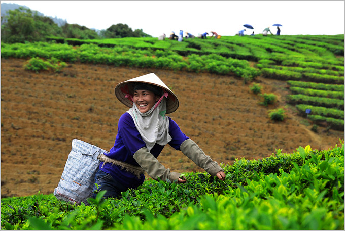 Harvest tea - Tác giả:Trần Thị Huyền