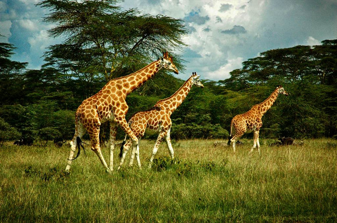 Công viên thú hoang dã quốc gia Nairobi - Trần Bá Việt Dũng