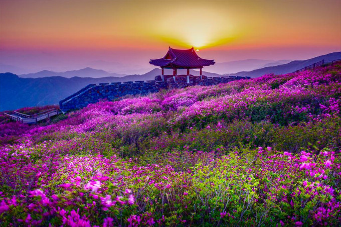 Hoàng hôn Lễ Hội hoa Đỗ Quyên Núi Hwangmae - Thái Vĩnh Phú