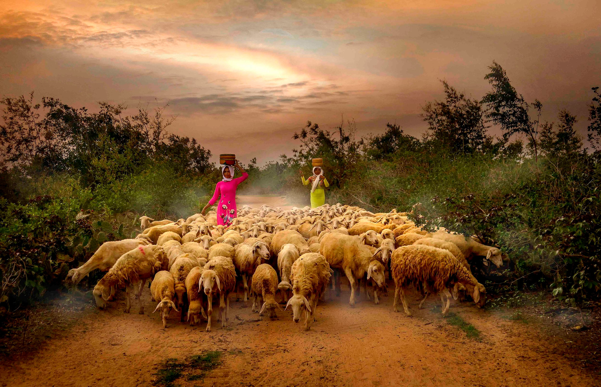 doan_hoai-trung_bringing-sheep-to-the-barnh.jpg