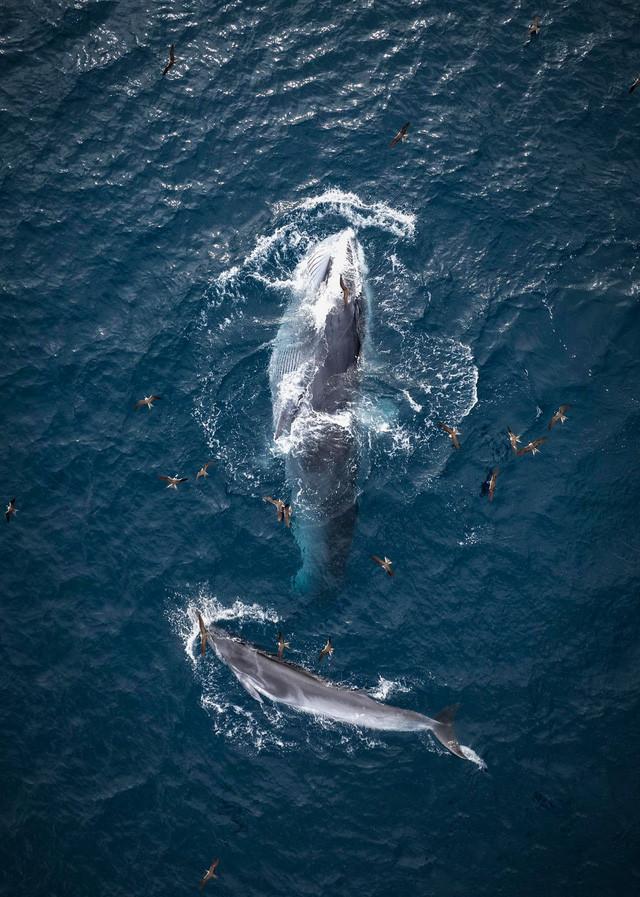 Khoảnh khắc tuyệt đẹp: Cá voi săn mồi ven biển Đề Gi, Bình Định - Ảnh 2.