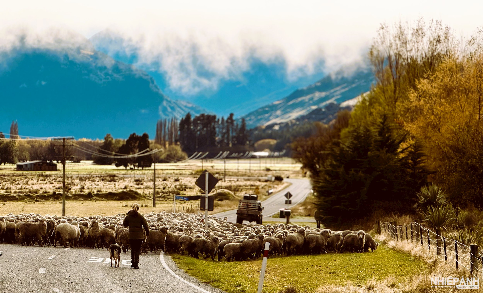 W_anh-10_dan-cuu-di-chuyen-sang-bai-co-moi-tren-duong-tu-glenorchy-ve-queenstown.jpeg