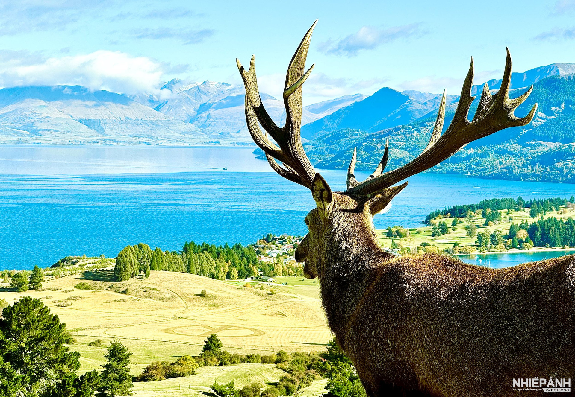 W_anh-6_huou-sika-o-deer-park-heights-queenstown.jpeg