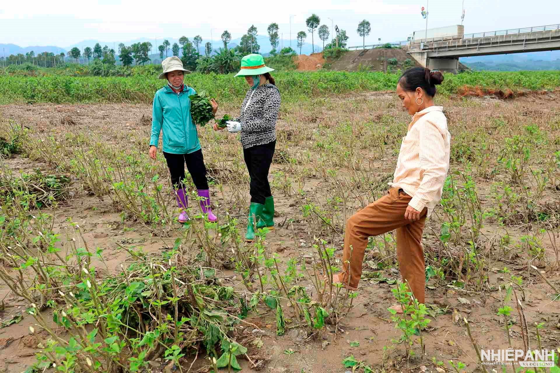 W_1f7a7444-can-bo-khuyen-nong-huyen-tran-yen-huong-dan-ba-con-cach-cham-soc-dau-tam-sau-lu-copy.jpg