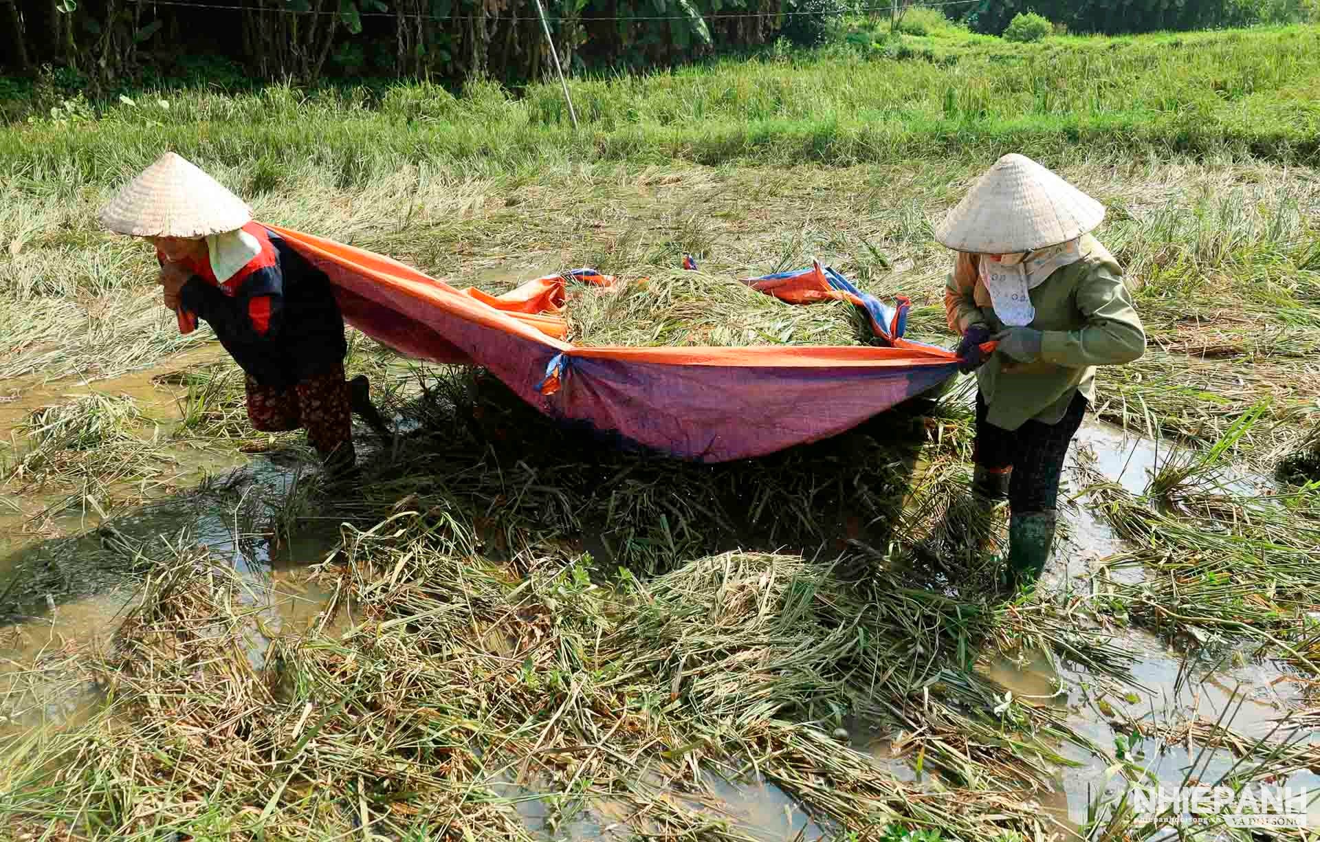 W_1f7a7573-thu-hoach-lua-sau-bao-lu-xa-vu-linh-huyen-yen-binh.jpg