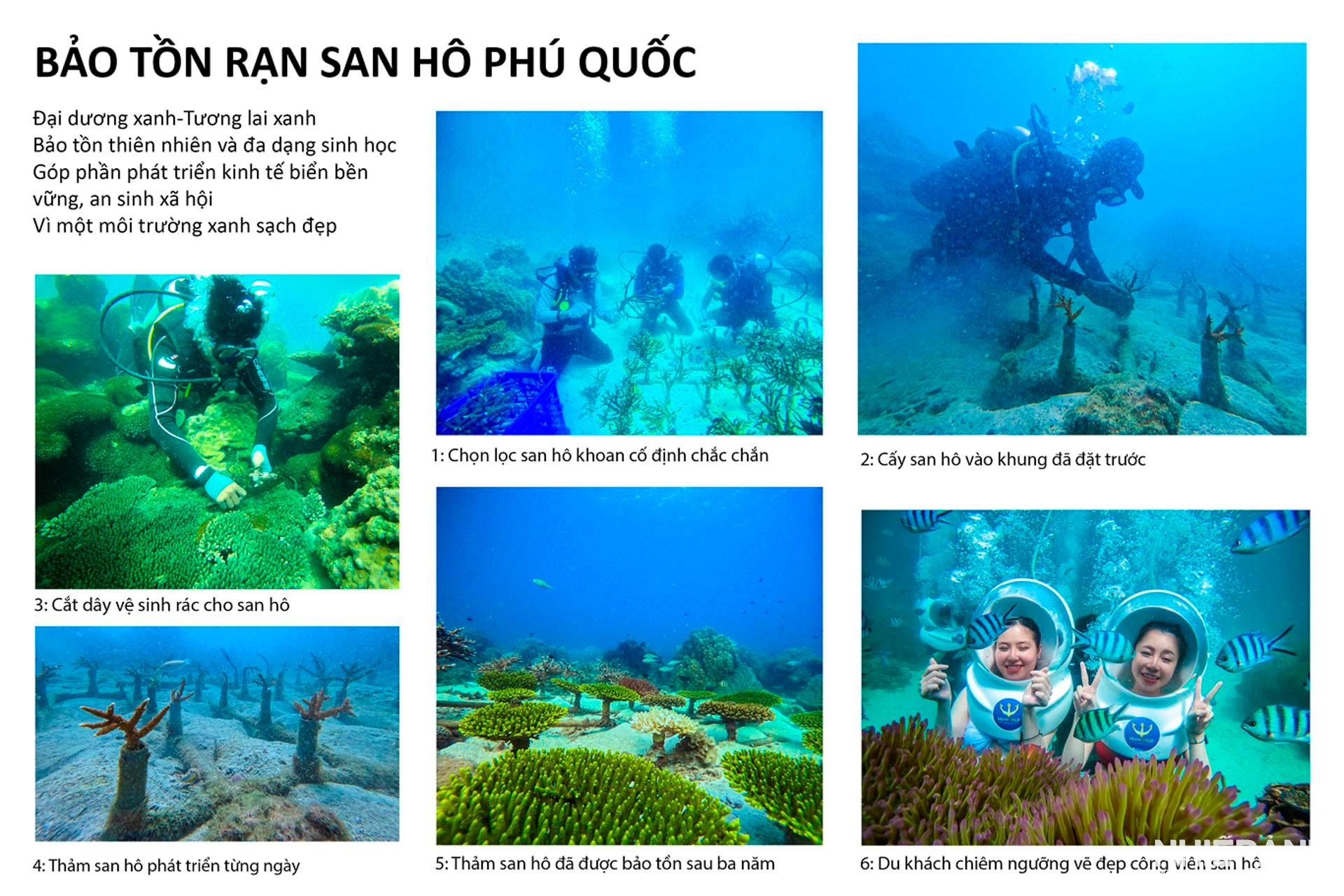 W_53-trung-bay-trien-lam-anh-mau-truong-phu-quoc-kien-giang-bao-ton-ran-san-ho-phu-quoc.jpg