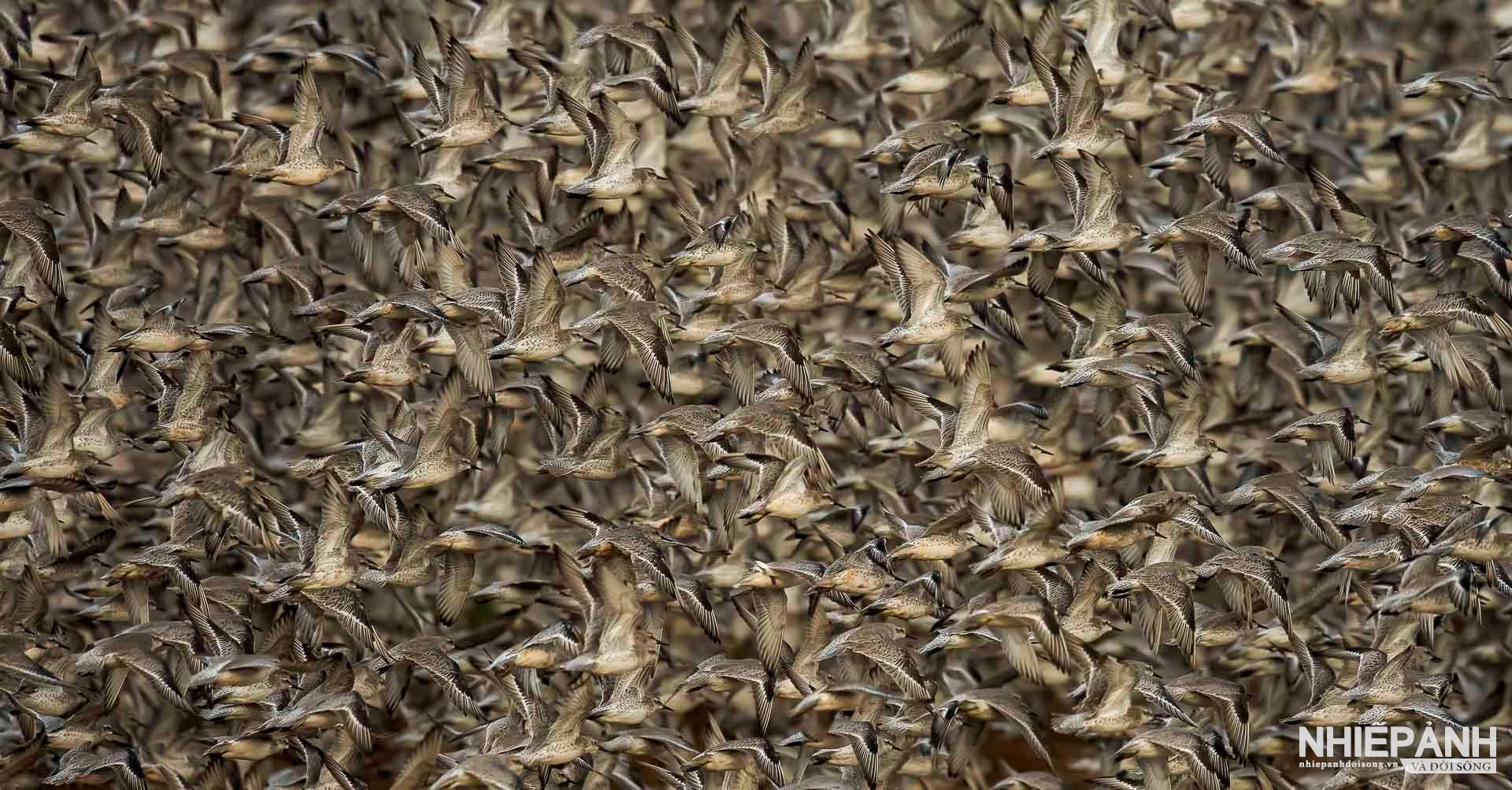 W_gold-clive-burns_red-knots.jpg