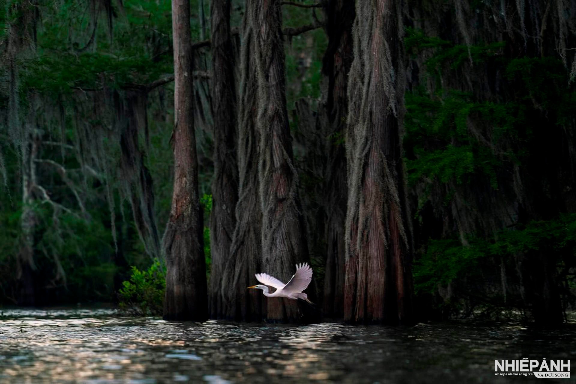 W_silver-irene-amiet_atchafalaya-dawn.jpg