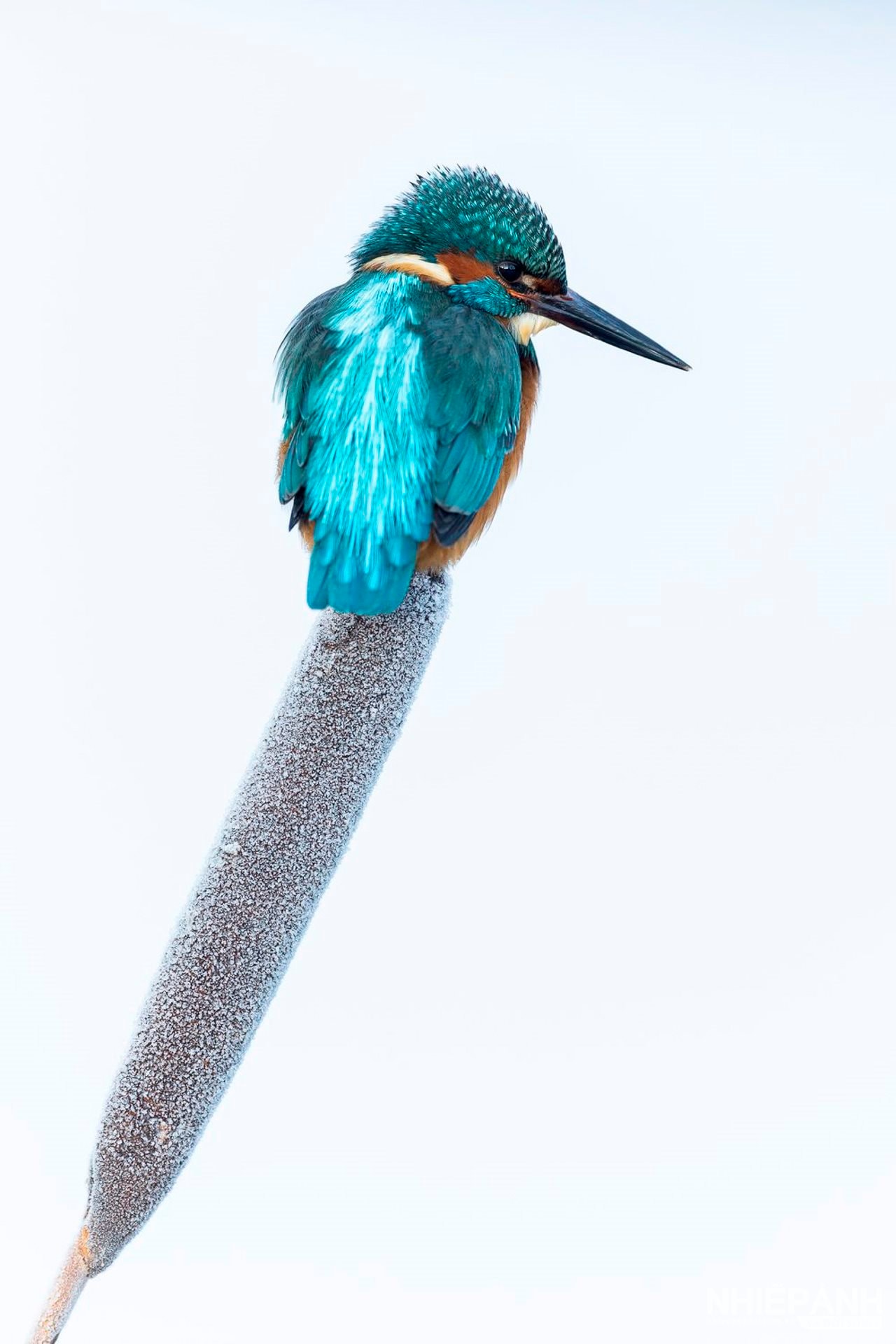 W_silver-vince-burton_kingfisher-on-ice.jpg