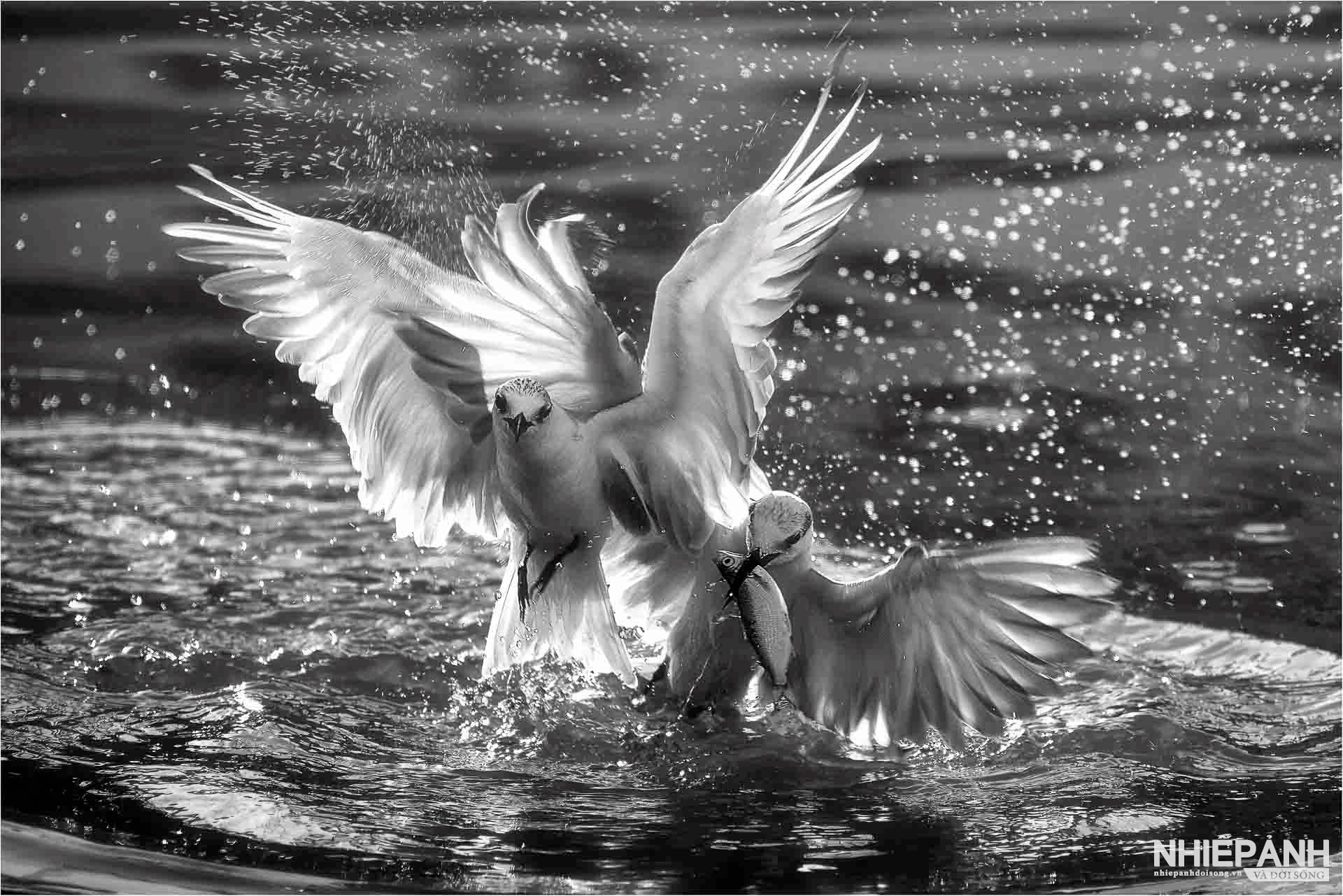 W_106-vn25-mono-acc-doi-canh-thien-than-ngo-van-phuong-vietnam.jpg